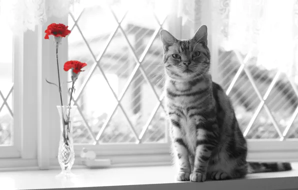 Picture cat, look, flowers, window