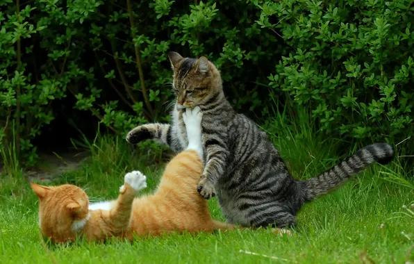 Cats, cats, kung fu kitteh