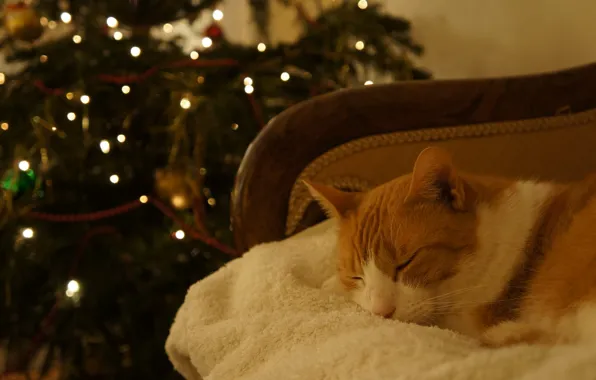 Cat, cat, pose, sleep, Christmas, sleeping, New year, tree
