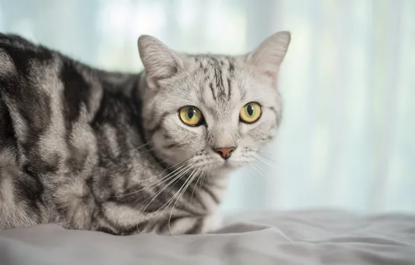 Cat, cat, look, pose, grey, portrait, face, striped