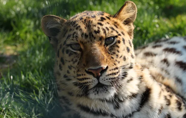 Face, leopard, lies