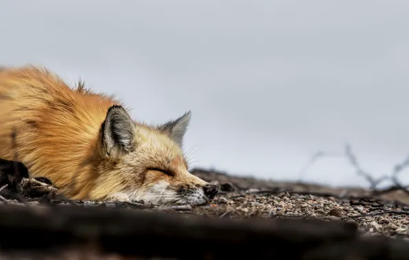 Picture muzzle, sleeping, Fox