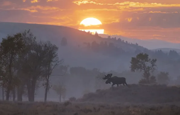 The sun, sunset, mountains, nature, fog, dawn, silhouette, moose