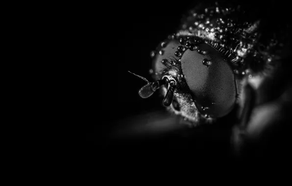 Macro, Eyes, Insect, Macro, Fly, Insect, Paws, Black and white