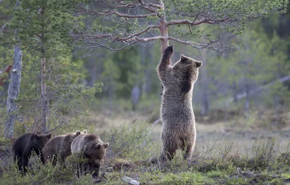 Trees, bears, bears, pine, bear