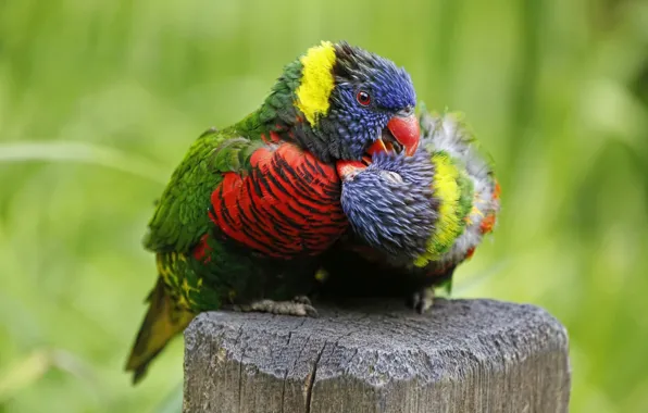 Picture love, birds, parrots, a couple, Multicolor lorikeet