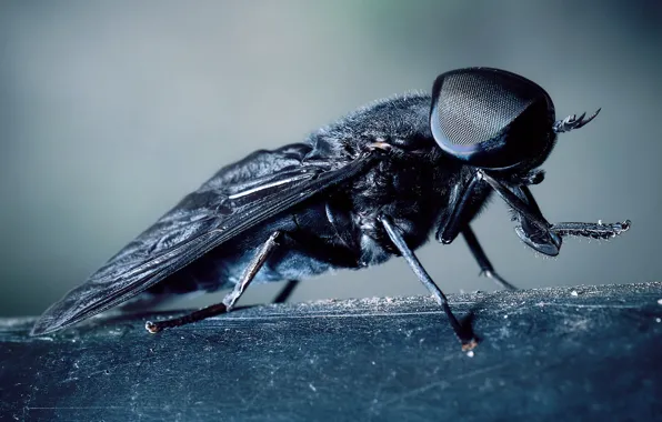 Macro, fly, background