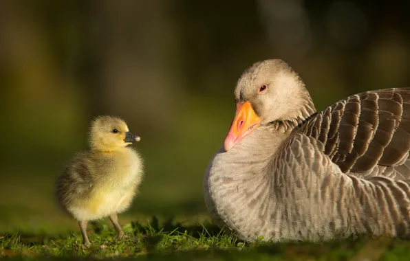 Birds, background, baby, pair, chick, two, goose, geese