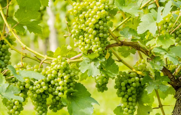 Picture a lot, green, bunches, leaves, grapes