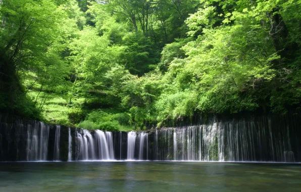 Forest, water, Waterfall