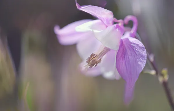 Macro, petals, the catchment, Aquilegia, Orlici