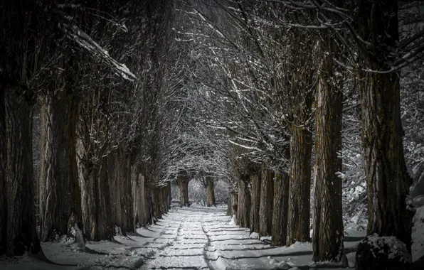 Picture winter, snow, trees