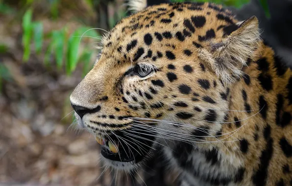 Face, predator, leopard, wild cat