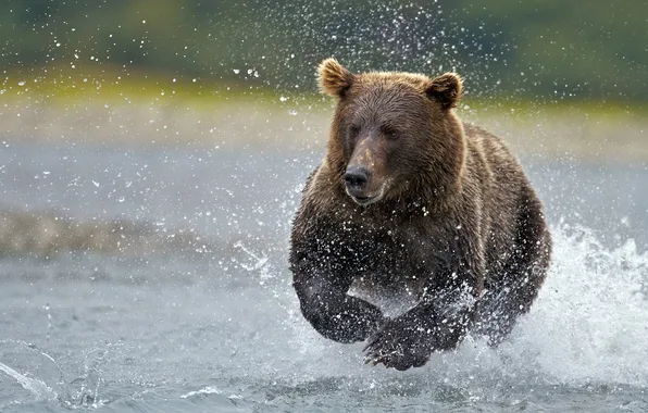 Picture WATER, DROPS, SQUIRT, BEAR, HUNTING, RUNNING