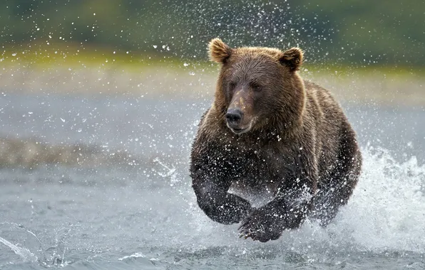 WATER, DROPS, SQUIRT, BEAR, HUNTING, RUNNING