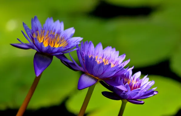 Flowers, lake, water lilies
