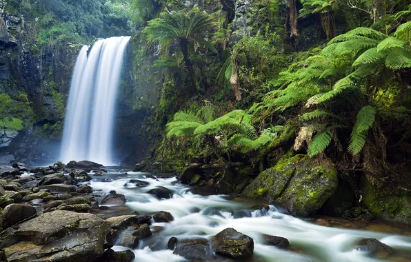 Forest, trees, nature, river, stones, waterfall, jungle, fern