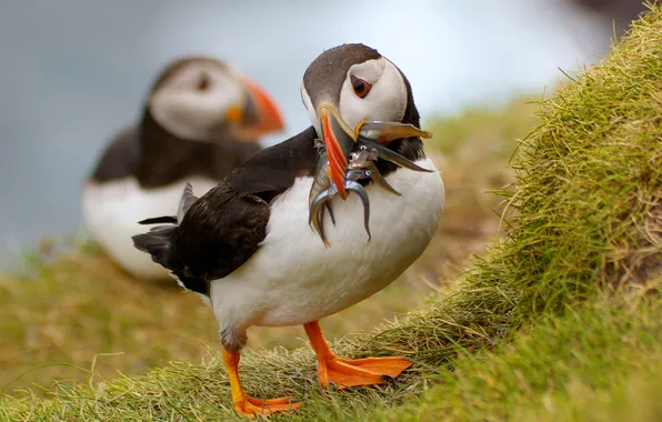 Grass, birds, shore, fish, pair, lunch, puffin, stubs