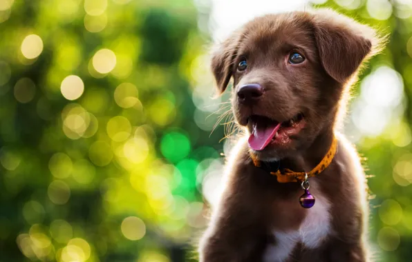 Cute, puppy, light, Labrador, puppy, dog, bokeh, cute