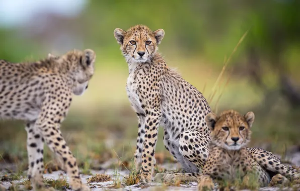 Background, wild cats, bokeh, cheetahs