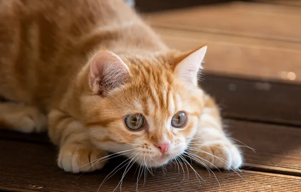 Picture Look, Cat, Kitty, Mustache, Face, British Shorthair