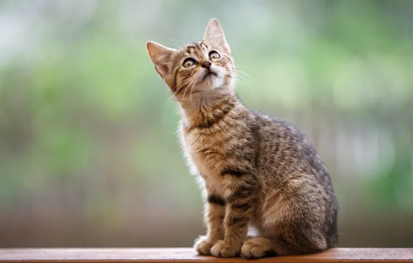 Picture look, Board, kitty, sitting