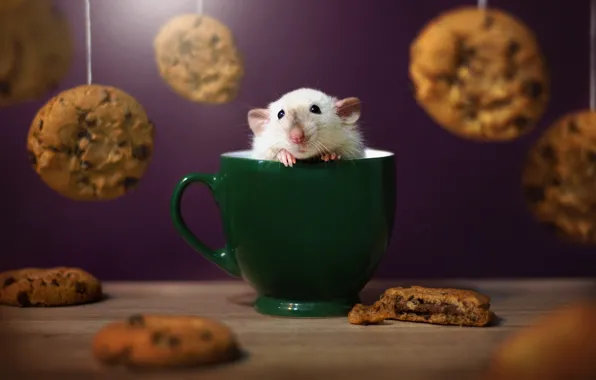 Cookies, mug, rat