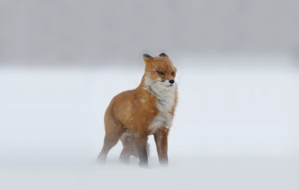Winter, Fox, snow, red, Blizzard, looks