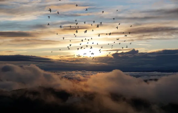 The sky, clouds, light, flight, birds, pack, a flock of birds
