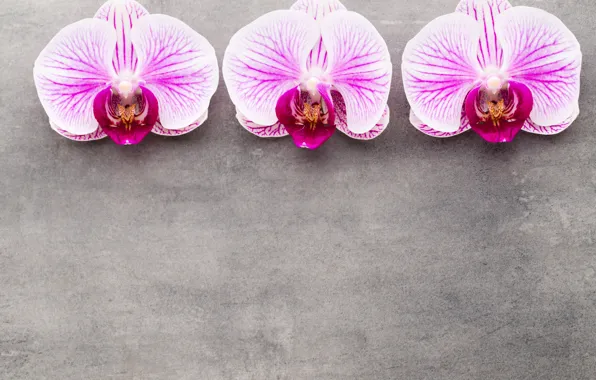 Orchid, pink, flowers, orchid