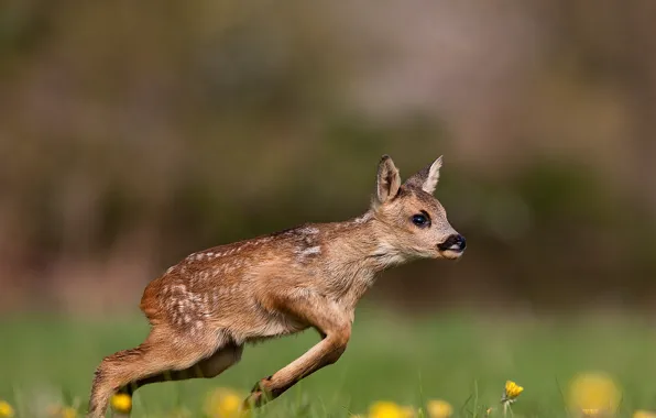 France, wildlife, Roe deer fawn running on grass in Normandy