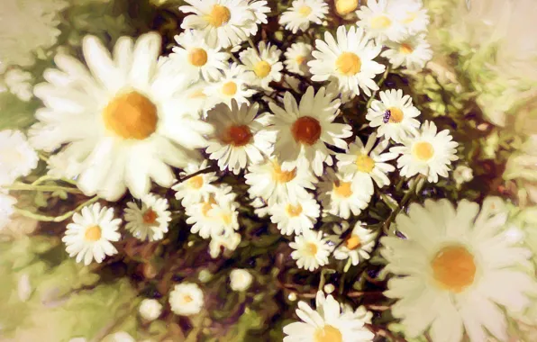 Summer, light, flowers, fly, Bush, chamomile, picture, insect