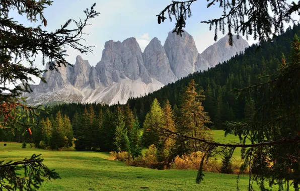 Field, autumn, forest, mountains, branches, rocks, view, needles