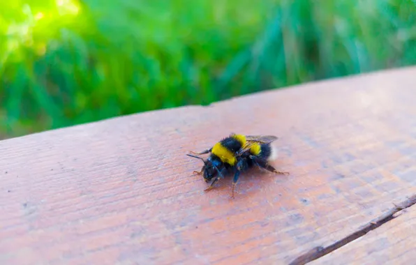 Insect, Board, bumblebee, bokeh, Artem