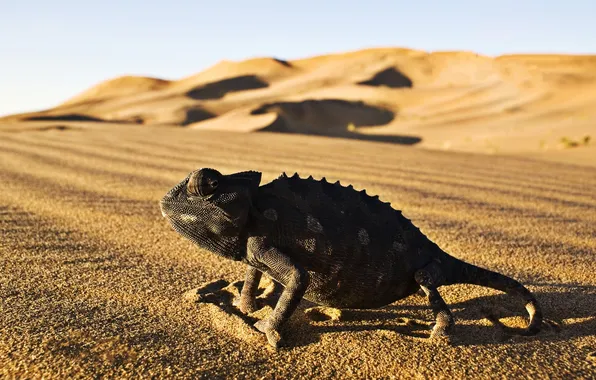 Picture desert, Iguana, reptile