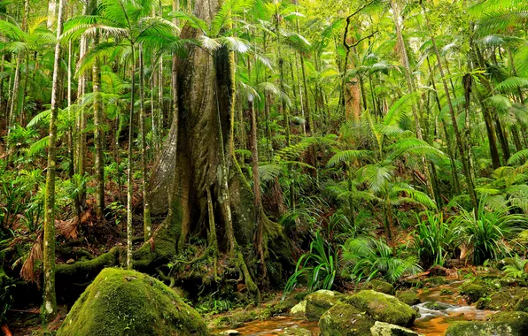 Forest, leaves, trees, thickets, the bushes