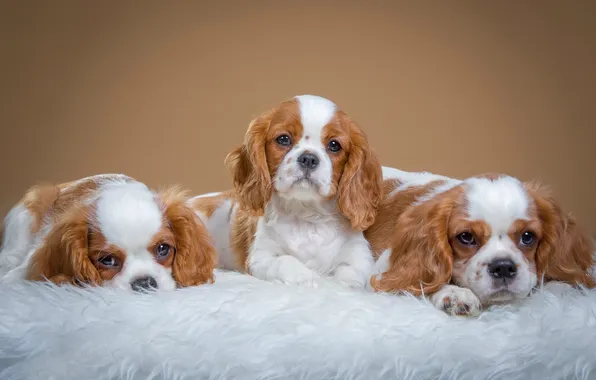 Puppies, trio, cute, spotted, spaniels