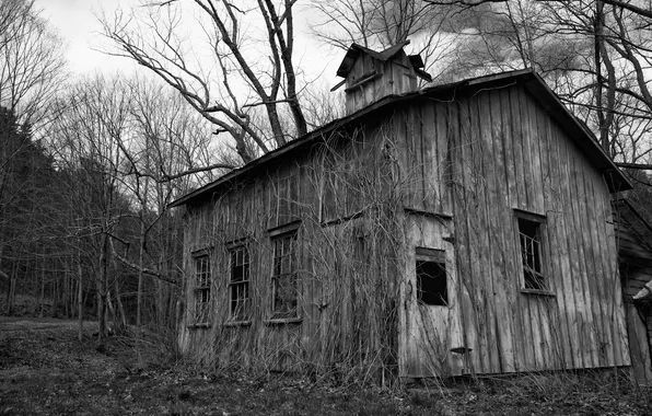 Picture autumn, forest, trees, black and white, old house, gloomy