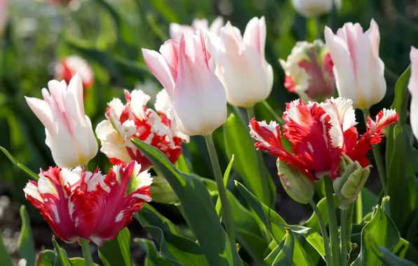 Picture flowers, tulips, red, white, buds