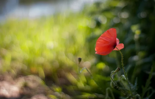 Flower, red, glare, Mac, blur