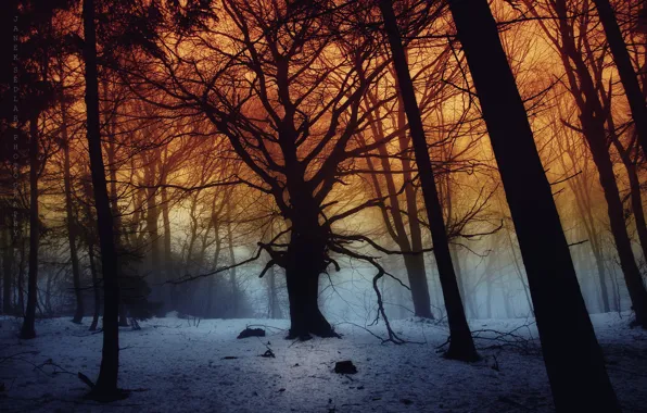 Picture dark, forest, trees, snow, fog