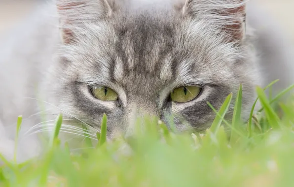 Cat, grass, eyes, look, muzzle, cat