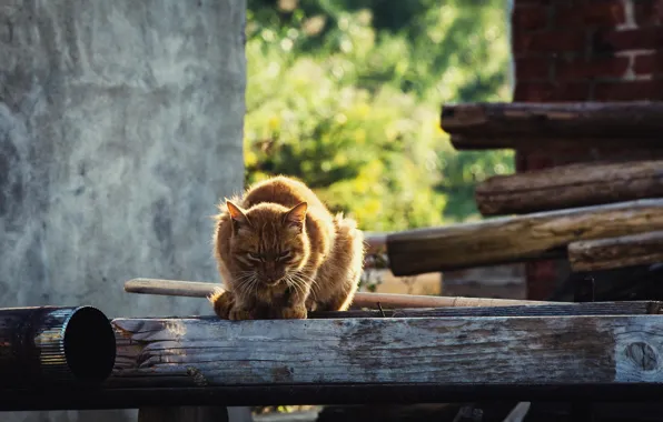 Picture summer, cat, look, red, bokeh