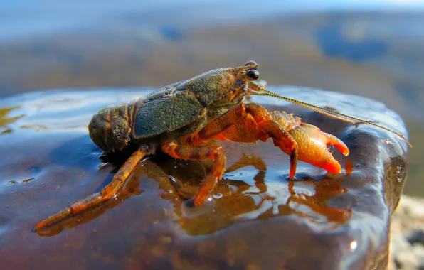 Picture water, nature, pose, stones, background, shore, crab, crab
