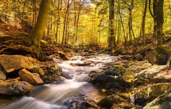 Picture autumn, forest, trees, Park, river, stream, stones, the bridge