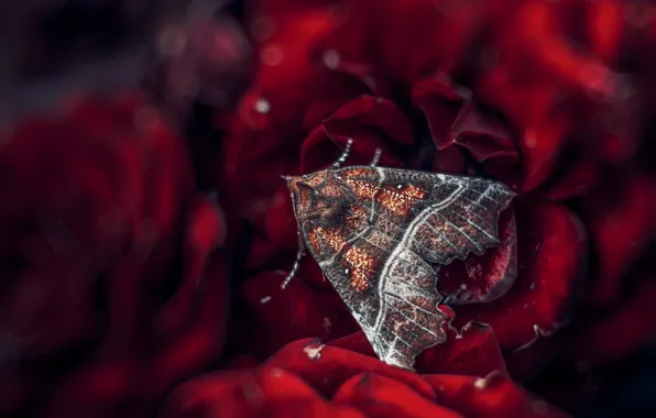 Macro, flowers, pattern, butterfly, roses, red, wings, moth