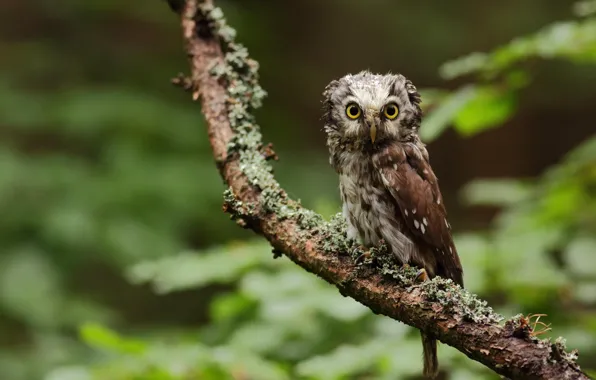 Picture greens, forest, look, nature, tree, owl, branch, bird