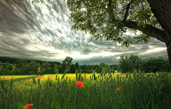 Picture field, tree, rye, Maki