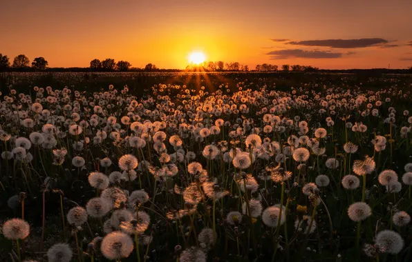 Field, the sun, sunset, flowers, the evening, fluff, dandelions