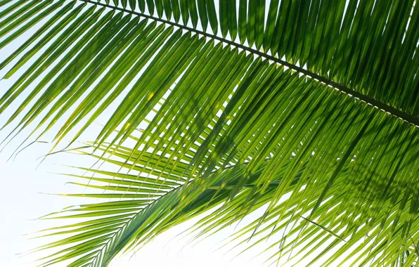 Picture leaves, nature, Palma, nature, leaves, palm